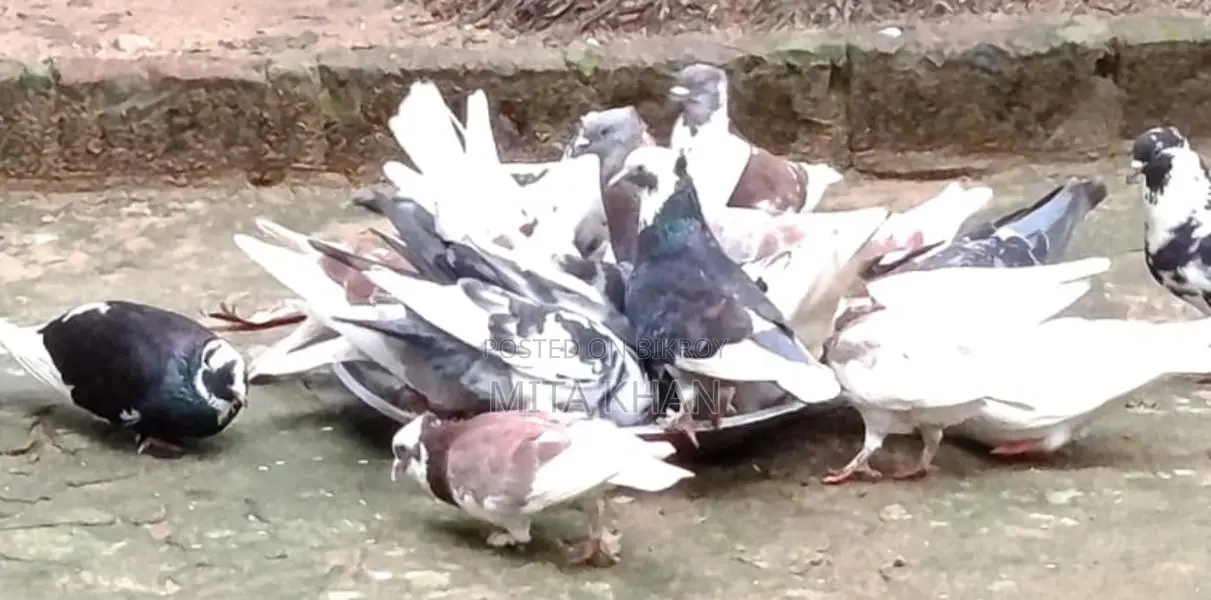 Pigeon