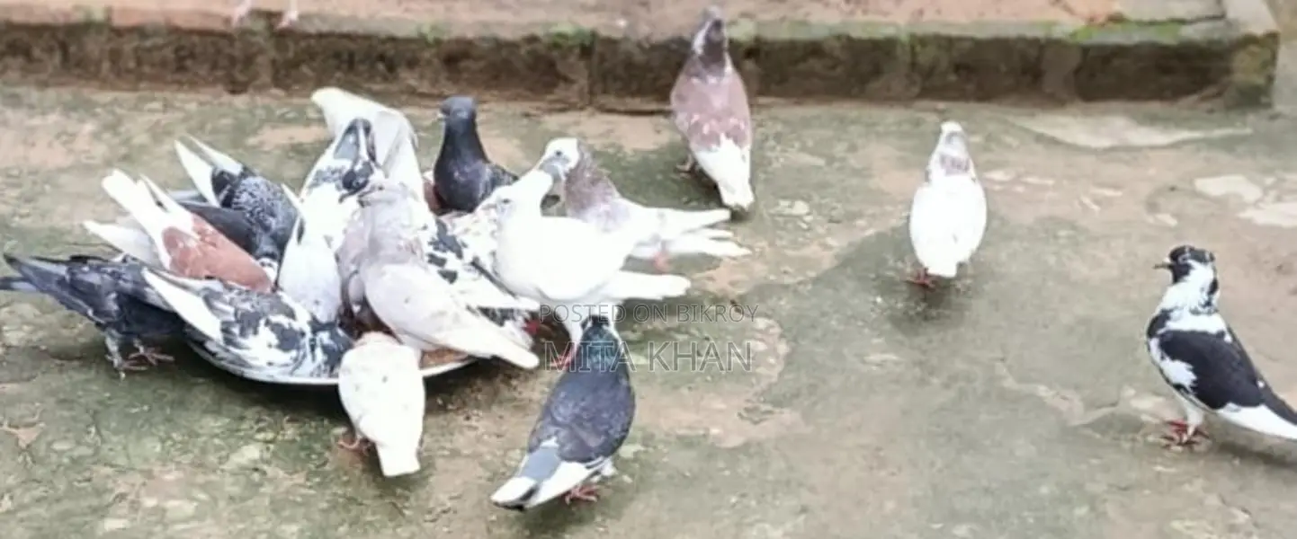 Pigeon