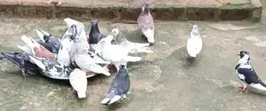 Pigeon
