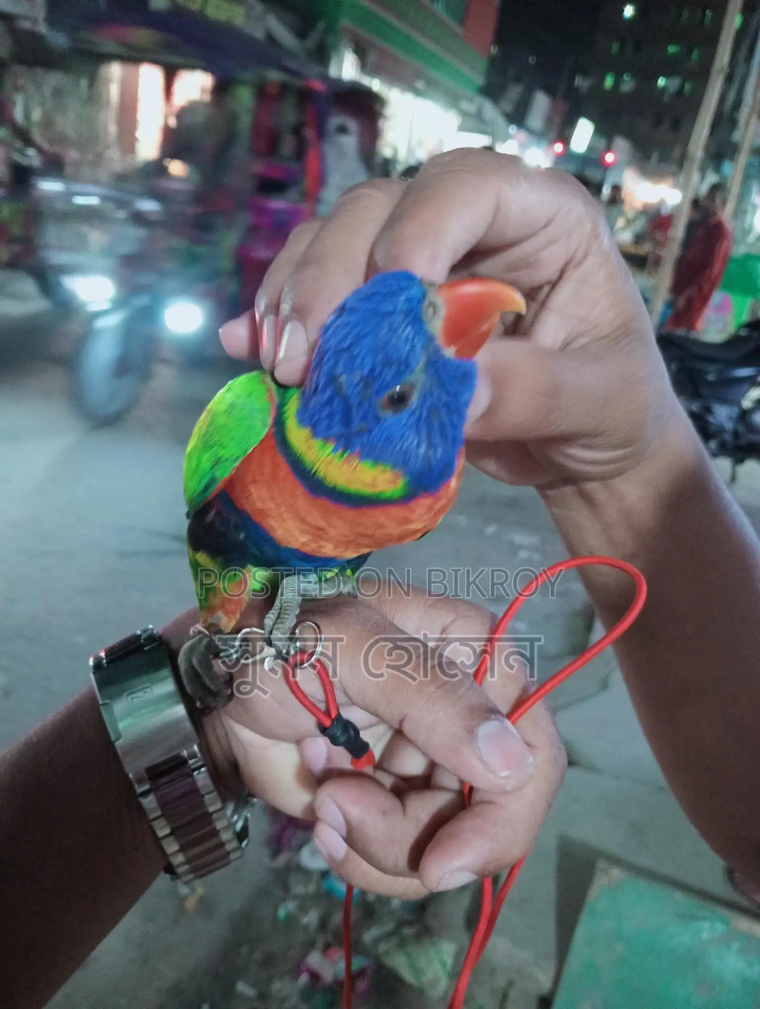 লরি পাখি ফুল টিম মেল