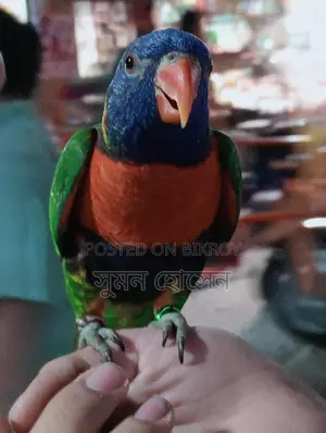 লরি পাখি ফুল টিম মেল