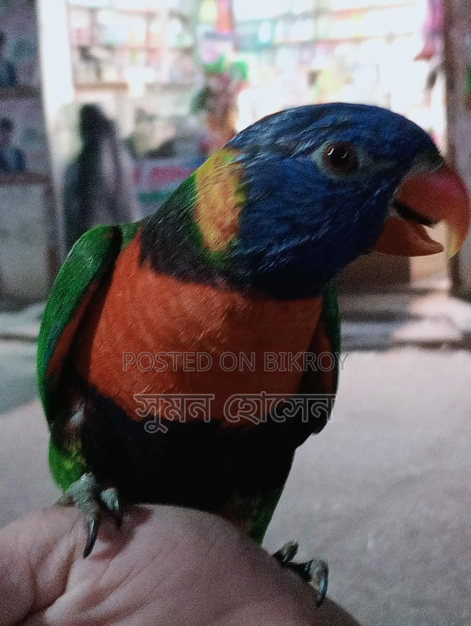 লরি পাখি ফুল টিম মেল