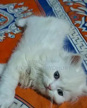 Pure Persian