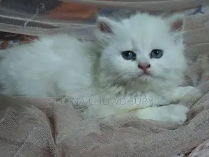 পিওর পার্সিয়ান