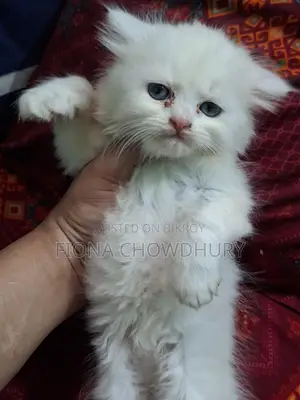 পিওর পার্সিয়ান