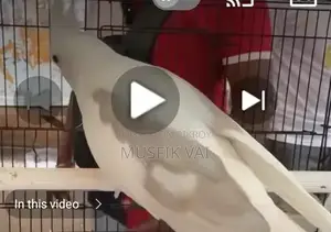 V Pide Cockatiel Female Lagbe