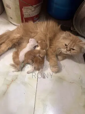 পার্সিয়ান বিড়াল