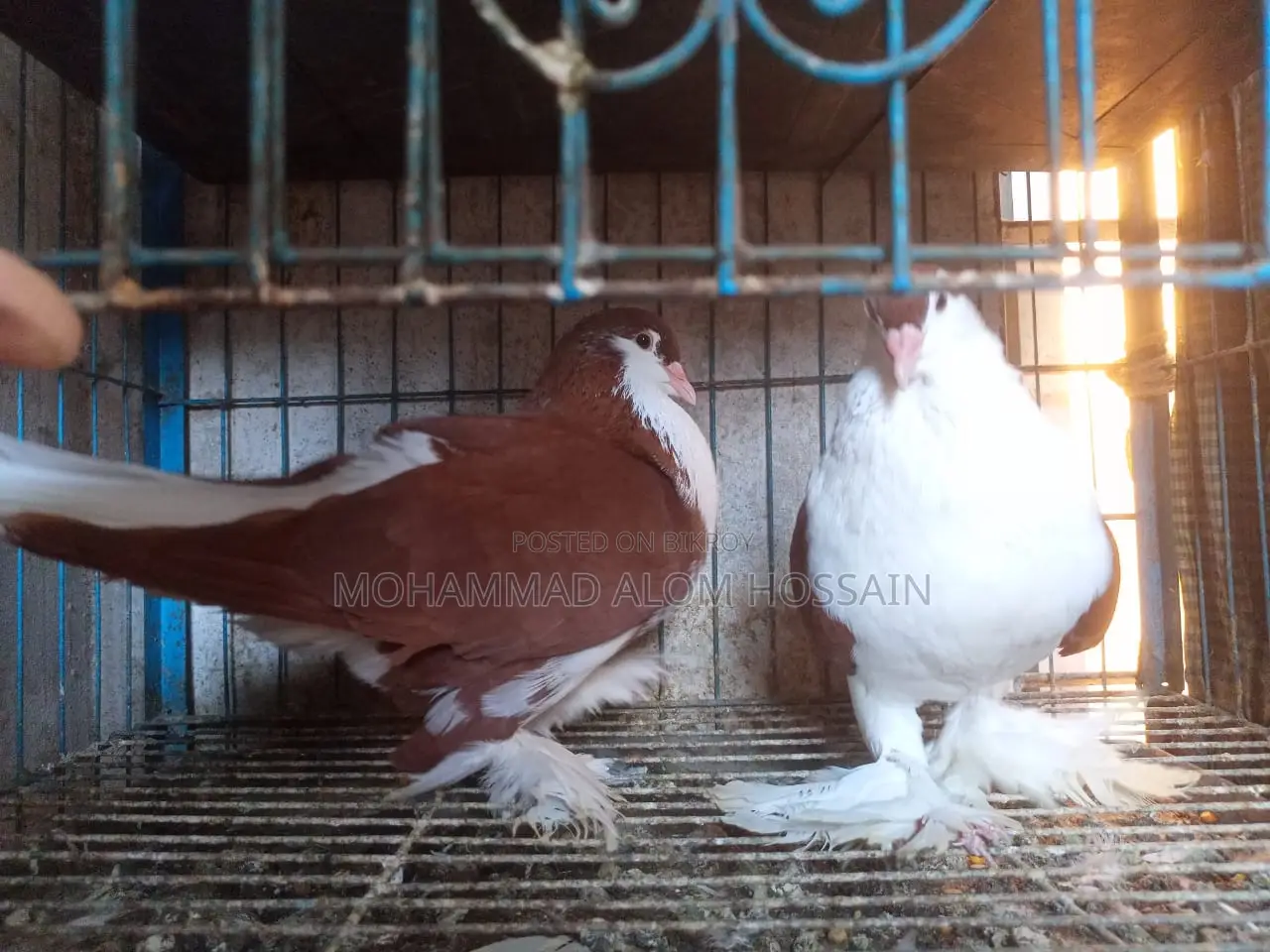 Lahori Shirazi 1 Pair