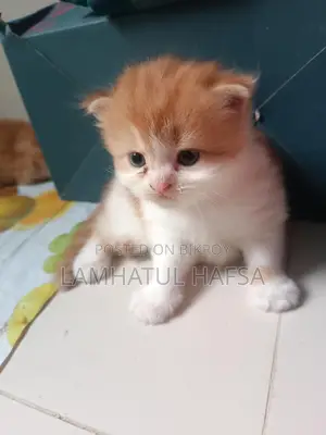 পার্সিয়ান বিড়ালের বাচ্চা