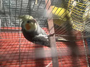 Sell Post Cocatel