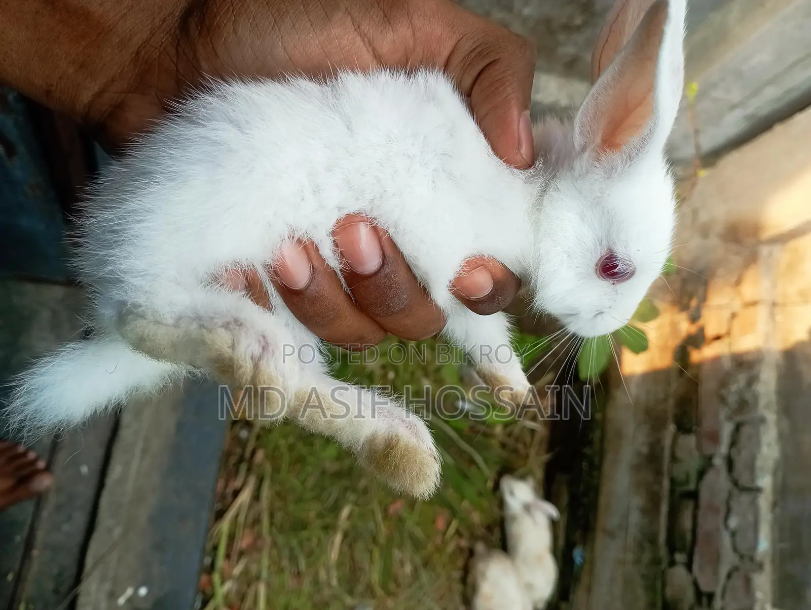 Rabbit