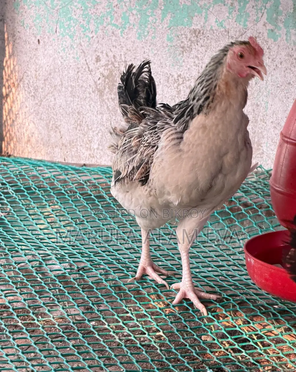 100% Native Laying Hens