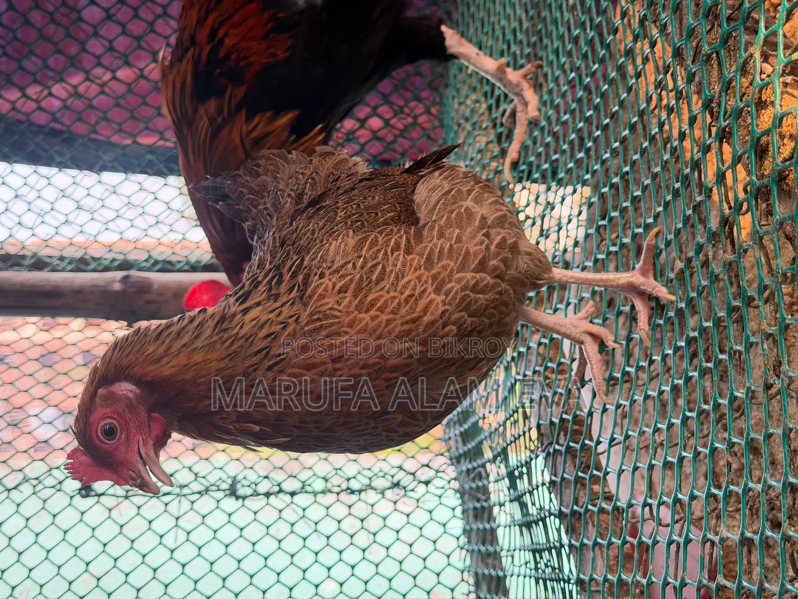 100% Native Laying Hens