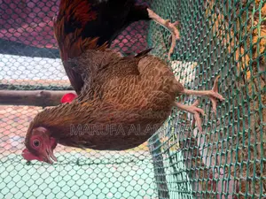 100% Native Laying Hens