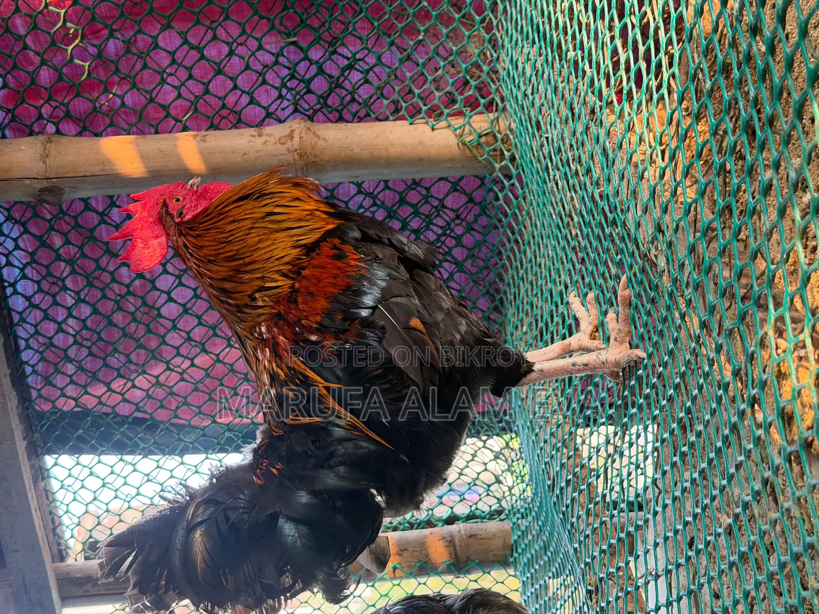 100% Native Laying Hens