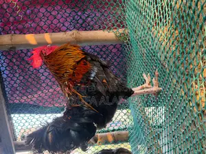 100% Native Laying Hens