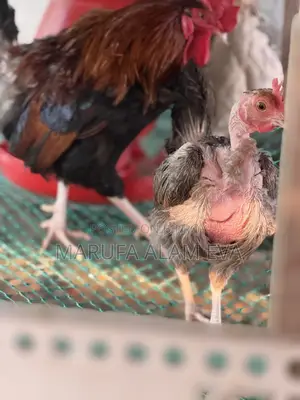 100% Native Laying Hens