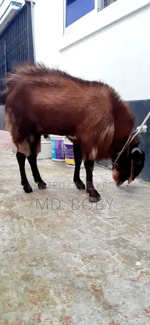 Buck Goat