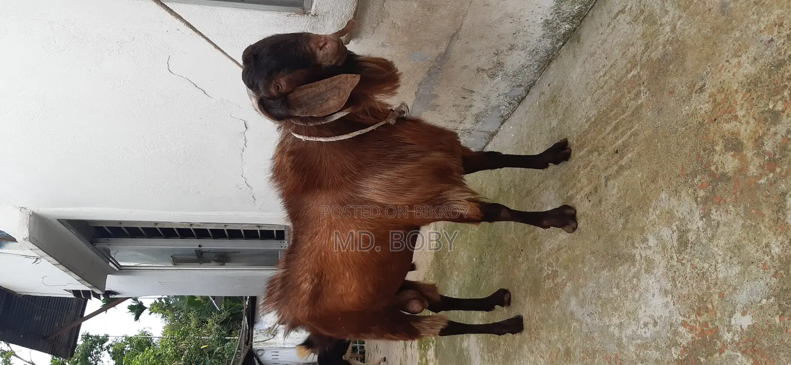 পাটা ছাগল