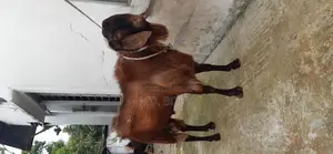 পাটা ছাগল