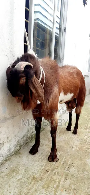 পাটা ছাগল