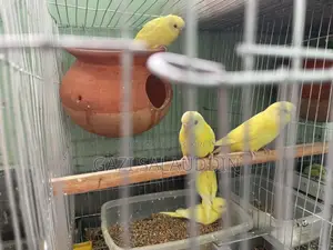 Red Eye Lutino Budgies for sale.