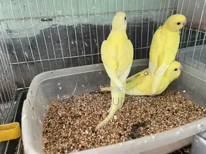 Red Eye Lutino Budgies for sale.