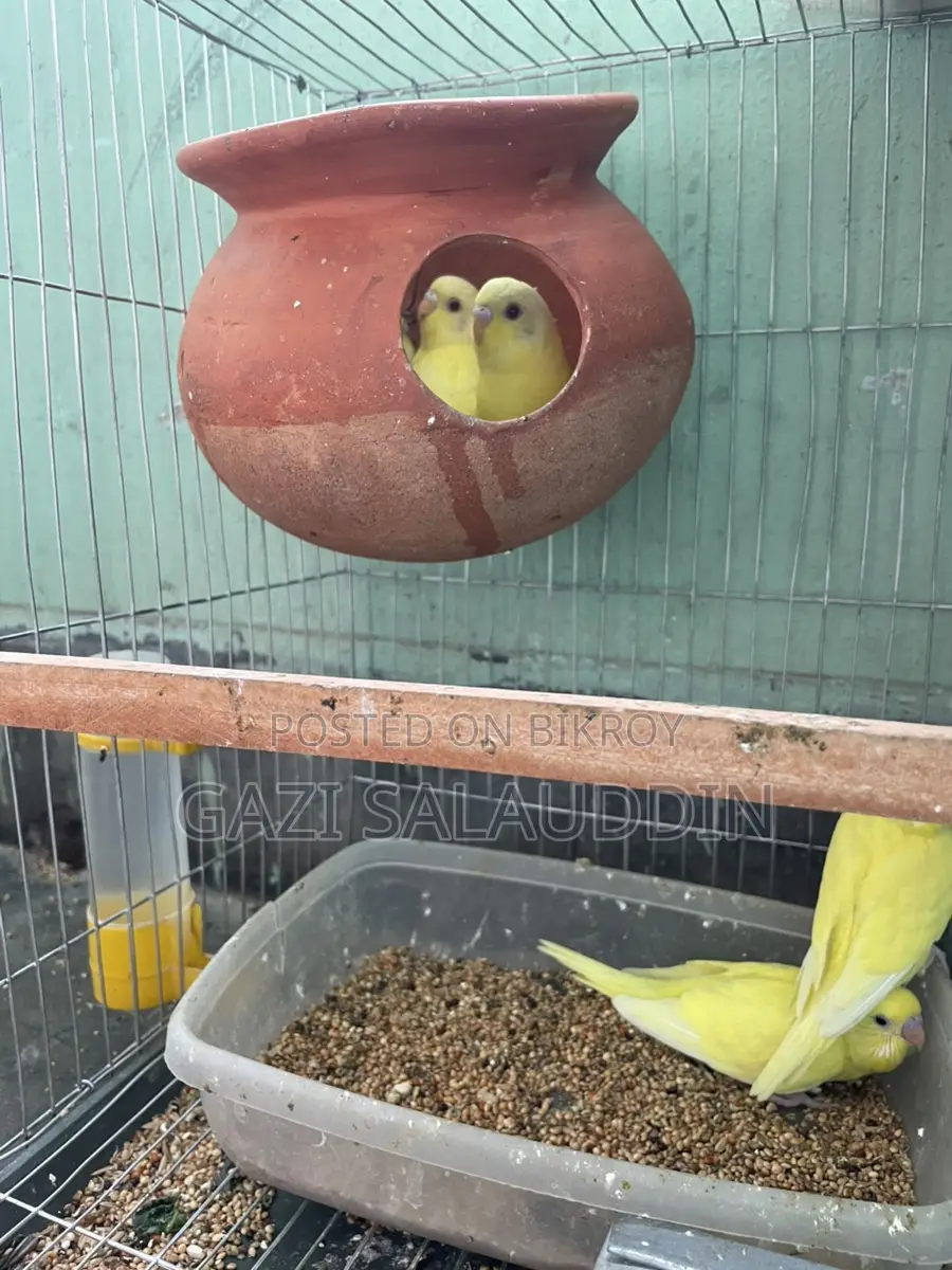 Red Eye Lutino Budgies for sale.