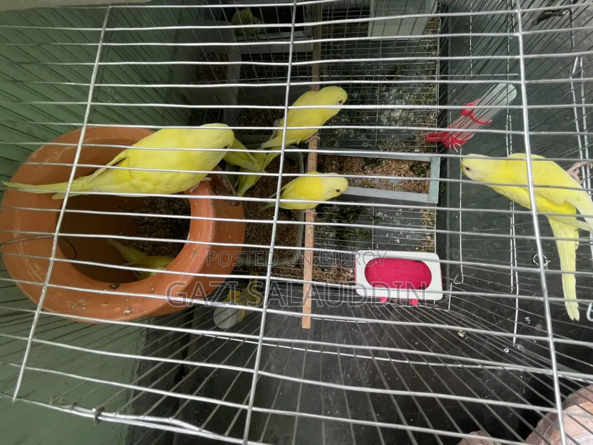 Red Eye Lutino Budgies for sale.