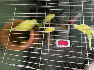 Red Eye Lutino Budgies for sale.