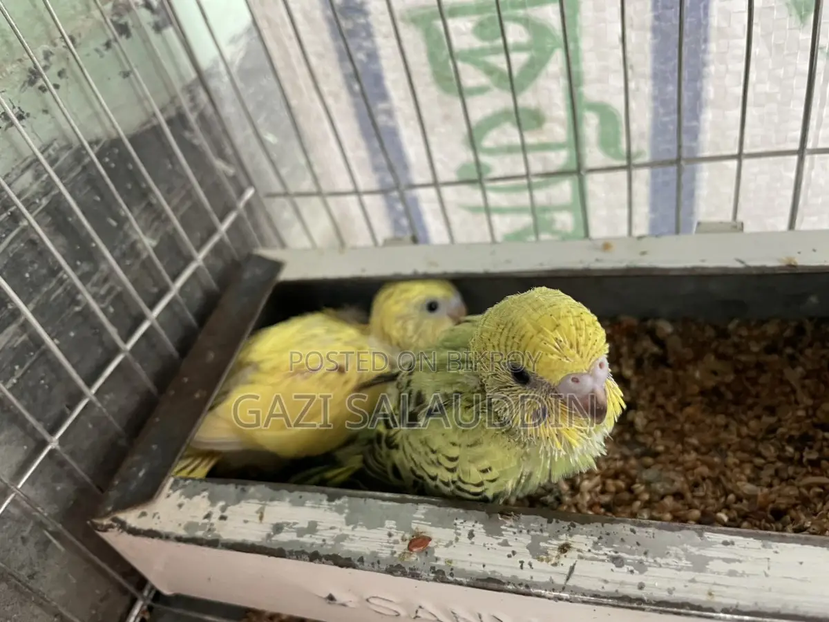 Red Eye Lutino Budgies for sale.