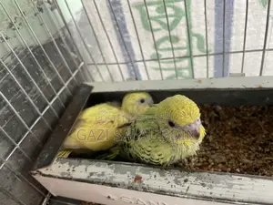 Red Eye Lutino Budgies for sale.