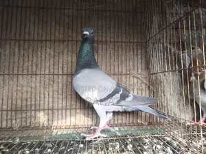 Sobji Racer Female (New Adult)