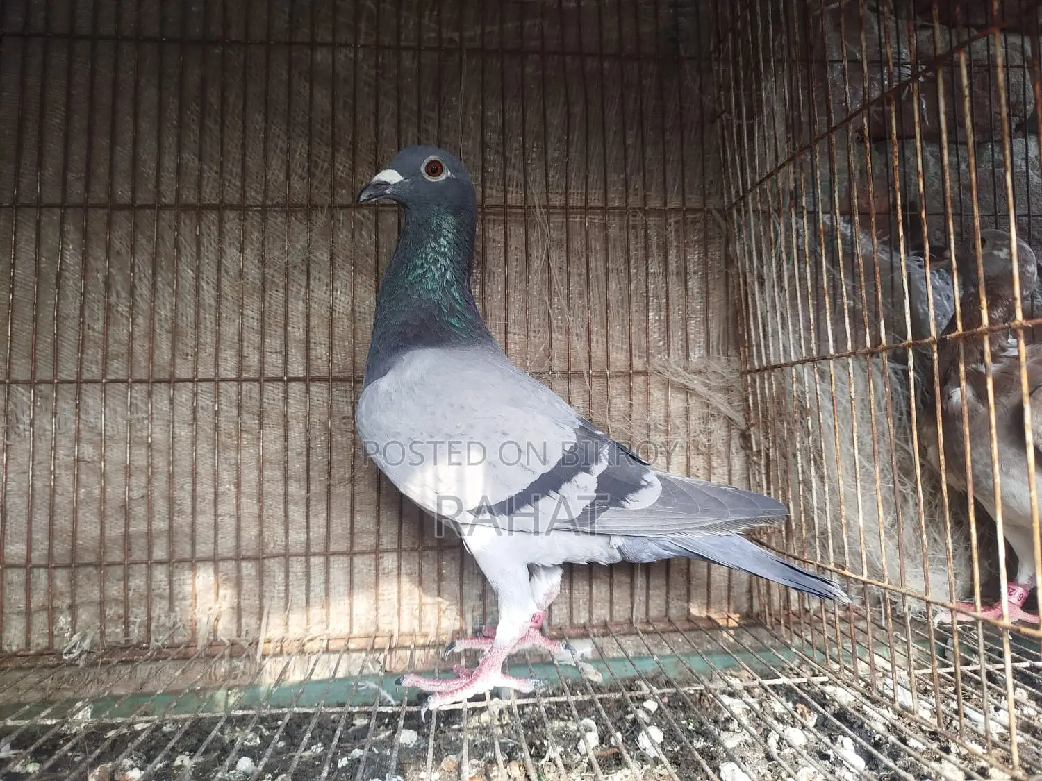 Sobji Racer Female (New Adult)