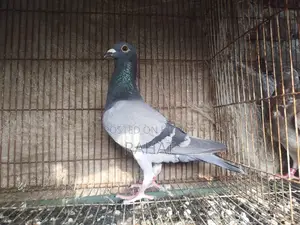 Sobji Racer Female (New Adult)