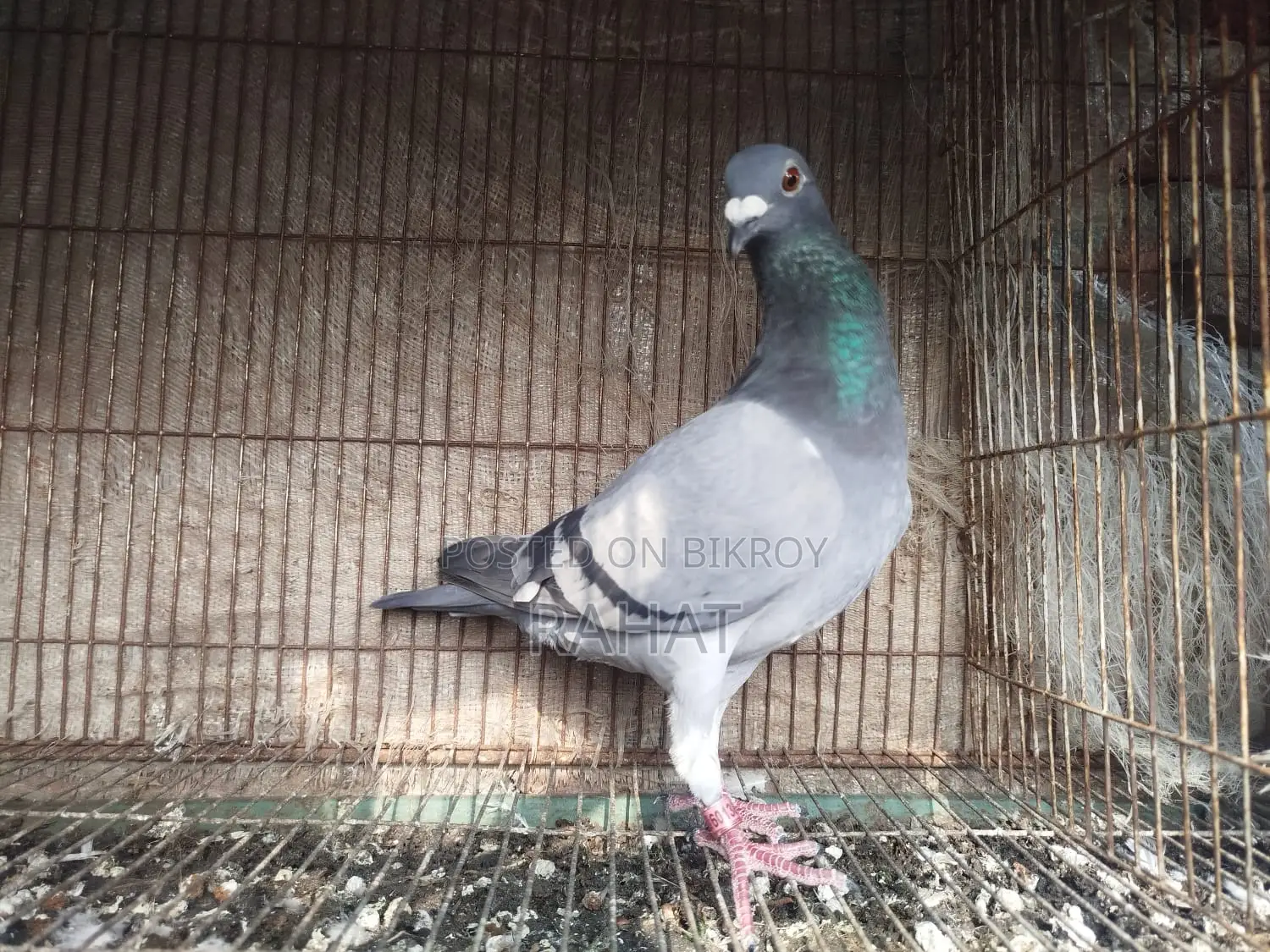 Sobji Racer Female (New Adult)