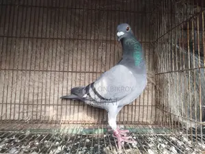 Sobji Racer Female (New Adult)