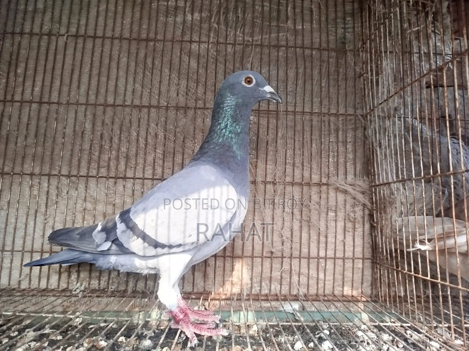 Sobji Racer Female (New Adult)