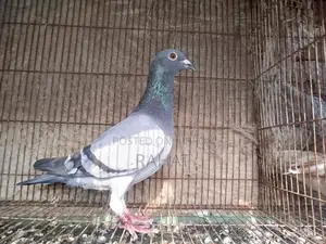 Sobji Racer Female (New Adult)