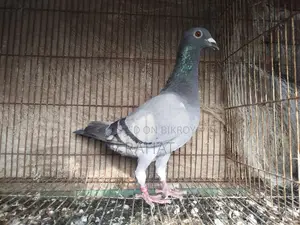 Sobji Racer Female (New Adult)