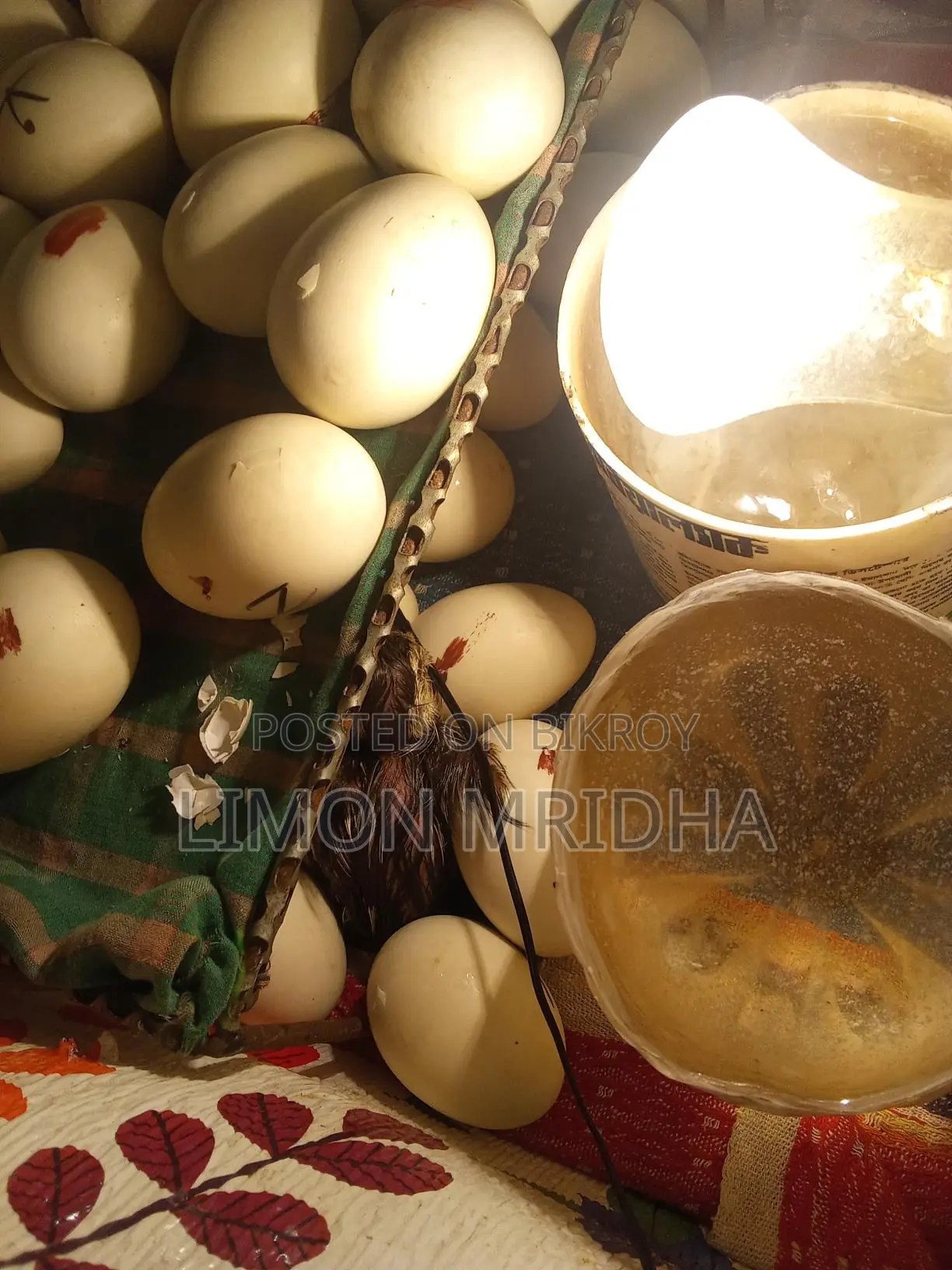 Muscovy Ducklings for Sale