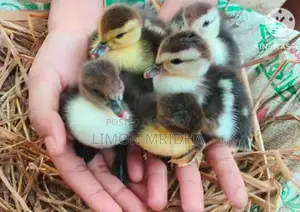 Muscovy Ducklings for Sale