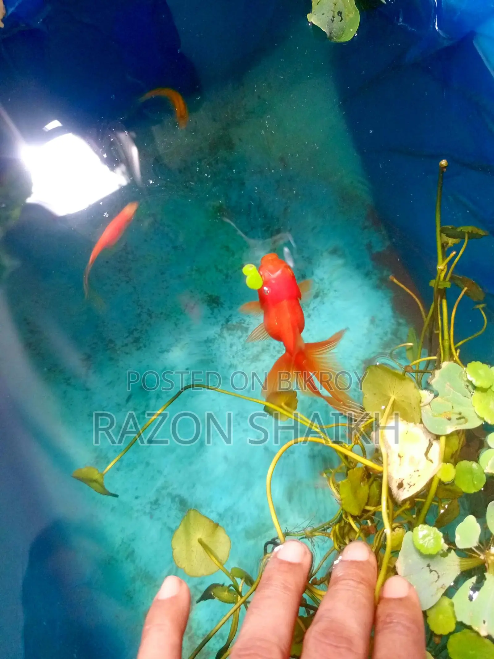 Want to sell aquarium fish and snails.