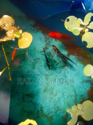 Want to sell aquarium fish and snails.