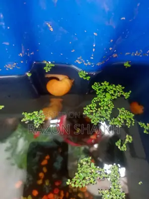 Want to sell aquarium fish and snails.