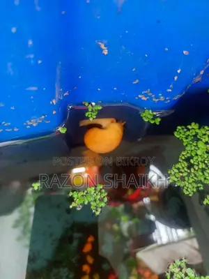 Want to sell aquarium fish and snails.