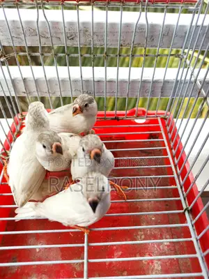 Sono White Finch.