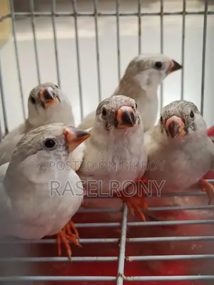 Sono White Finch.