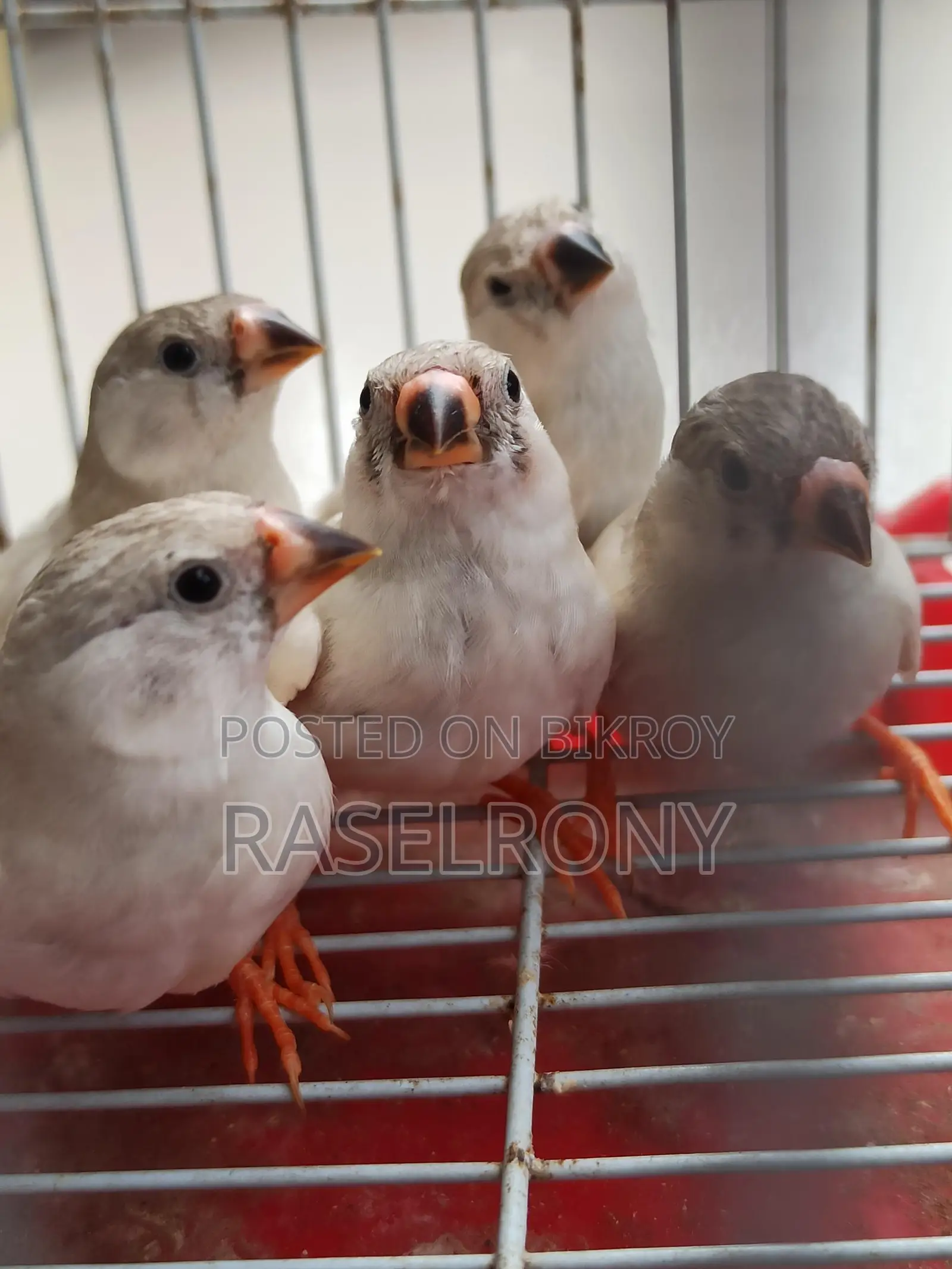 Sono White Finch.
