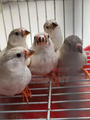 Sono White Finch.